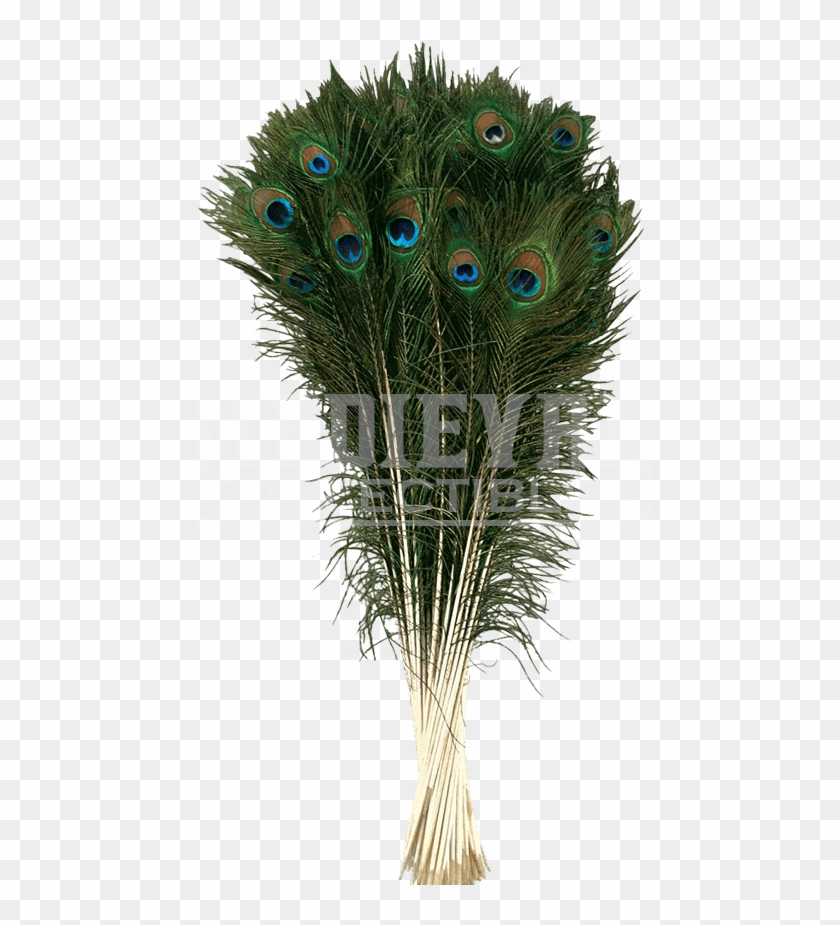 Peacock Tail Accessories Clipart #6005839