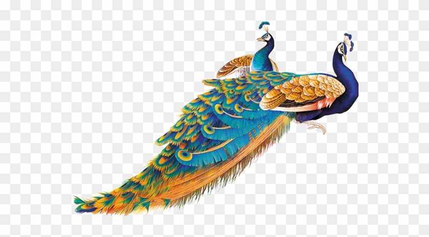 Rooster, Peacock, Peacock Bird, Peafowl, Peacocks, - طائر الطاووس Png Clipart #6006578