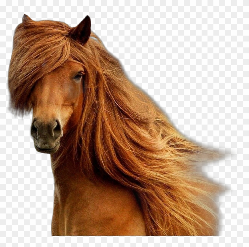 #horse #brown #brownhorse #beatiful #horseface - Horses & Freedom Clipart