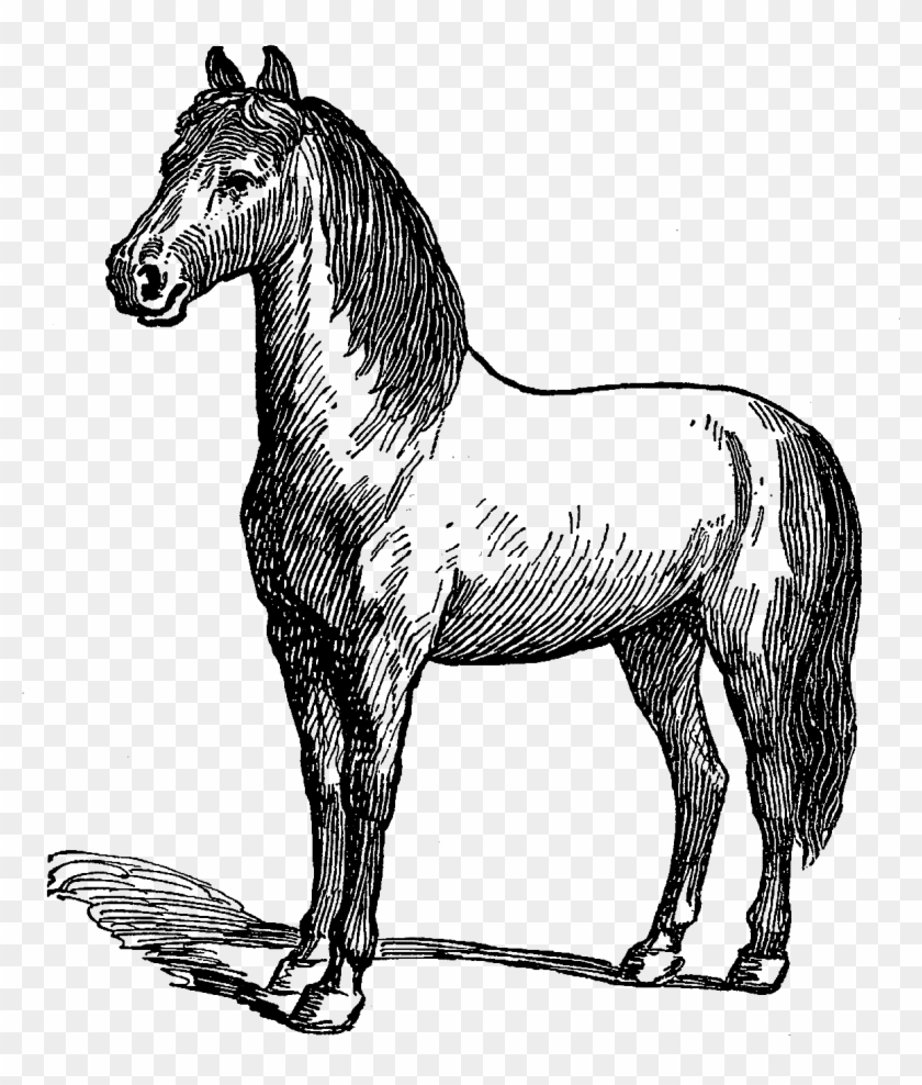 Digital Horse Illustration - Mustang Horse Clipart