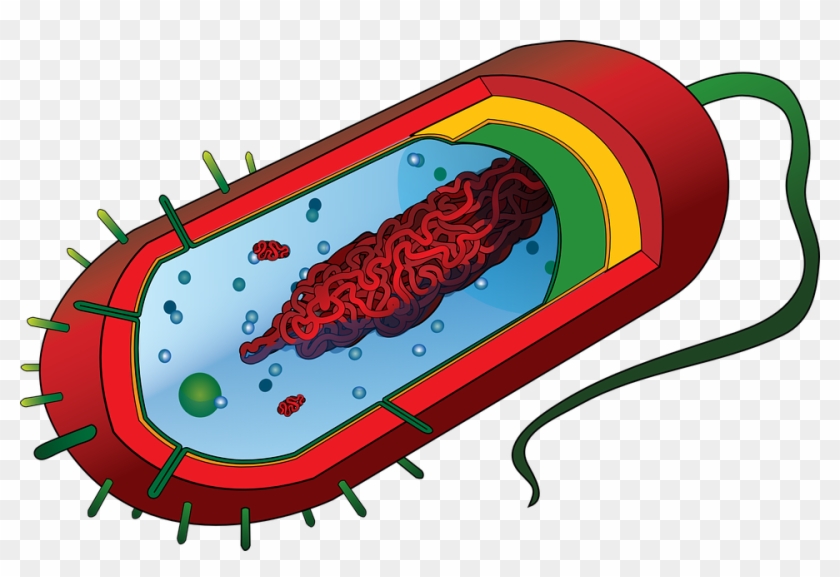 Pathogen Causative Agent Germ - Bacteria Cell Without Labels Clipart