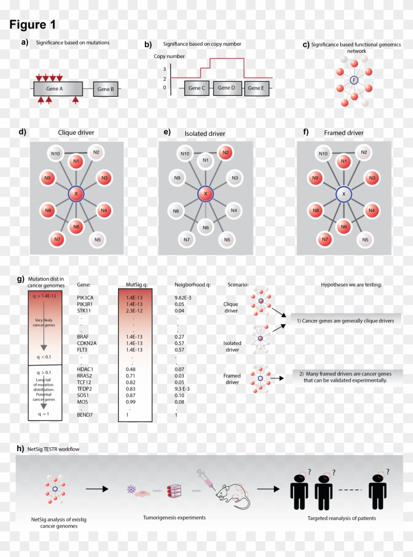 Fig1 - Circle Clipart #6012629