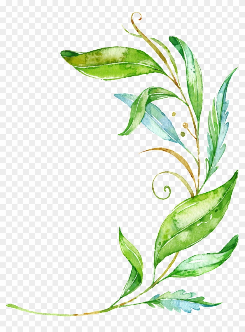 Watercolor Branch Png - Green Leaf Png Vector Clipart #6013148