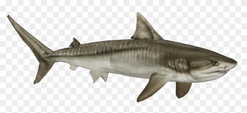 Tiger Shark - Tiger Shark Png Clipart #6015725