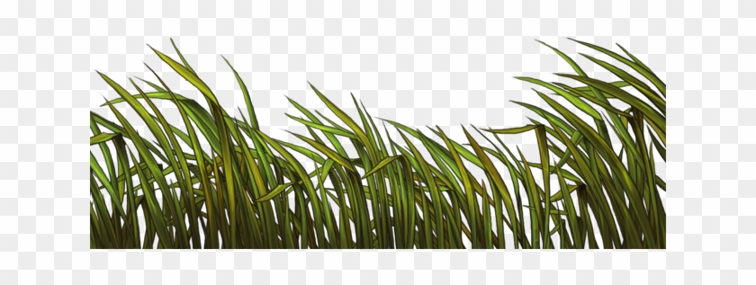 Reeds Png Clipart
