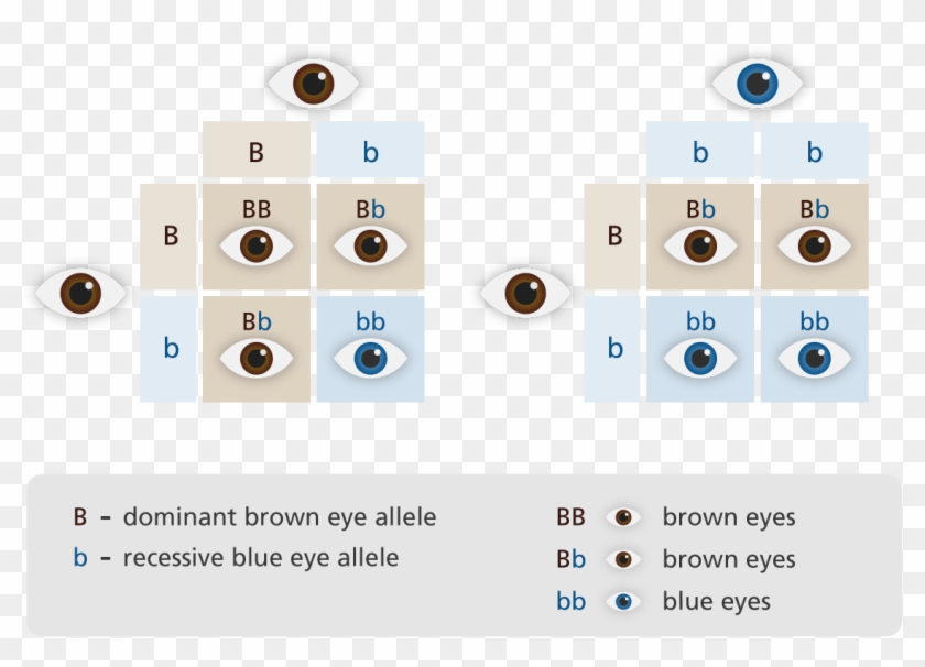 View Punnett Square Eyes Yourgenome , - Recessive Gene Clipart