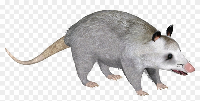 Common Opossum Y - Png Opossum Free Use Transparent Clipart