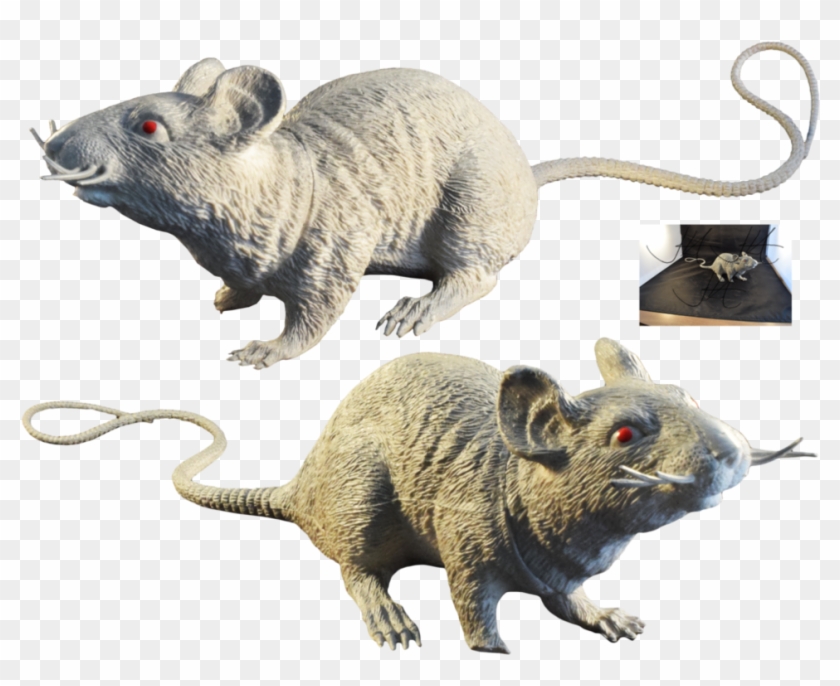 Rat, Murids, Mouse, Muridae, Wildlife Png Image With - Rat Clipart