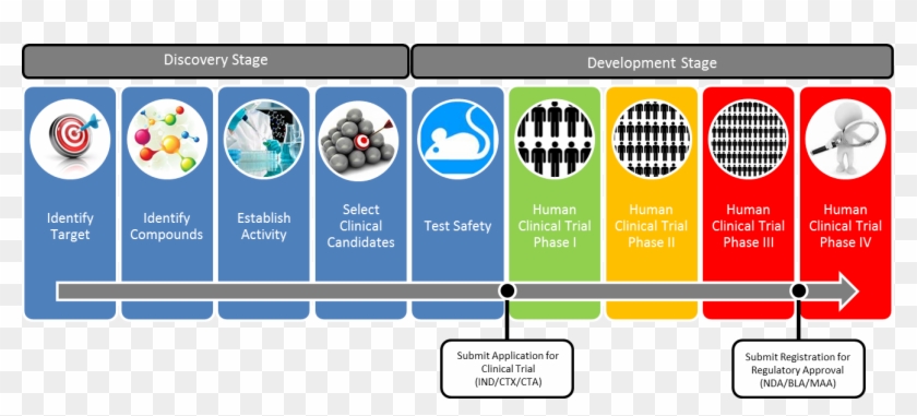 The Average Drug Takes 12 Years And - Drug Development Stages Clipart