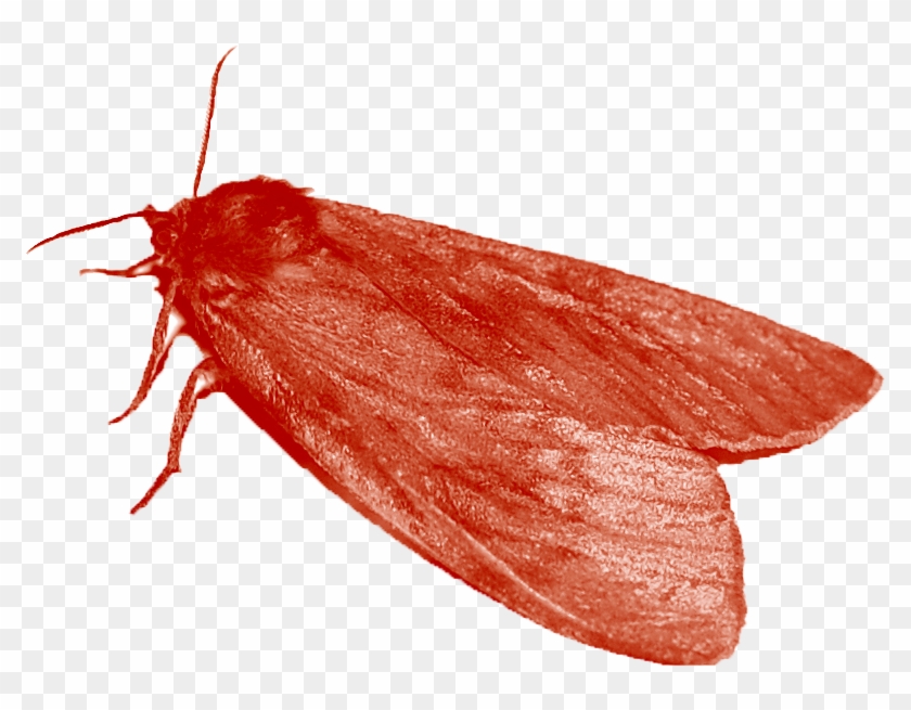 Ladybugpng - Mol Clipart #6017865