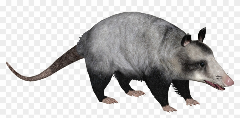 Common Opossum - Didelphis Marsupialis Png Clipart #6018124