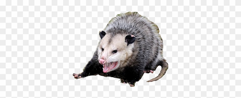 Common Opossum Clipart