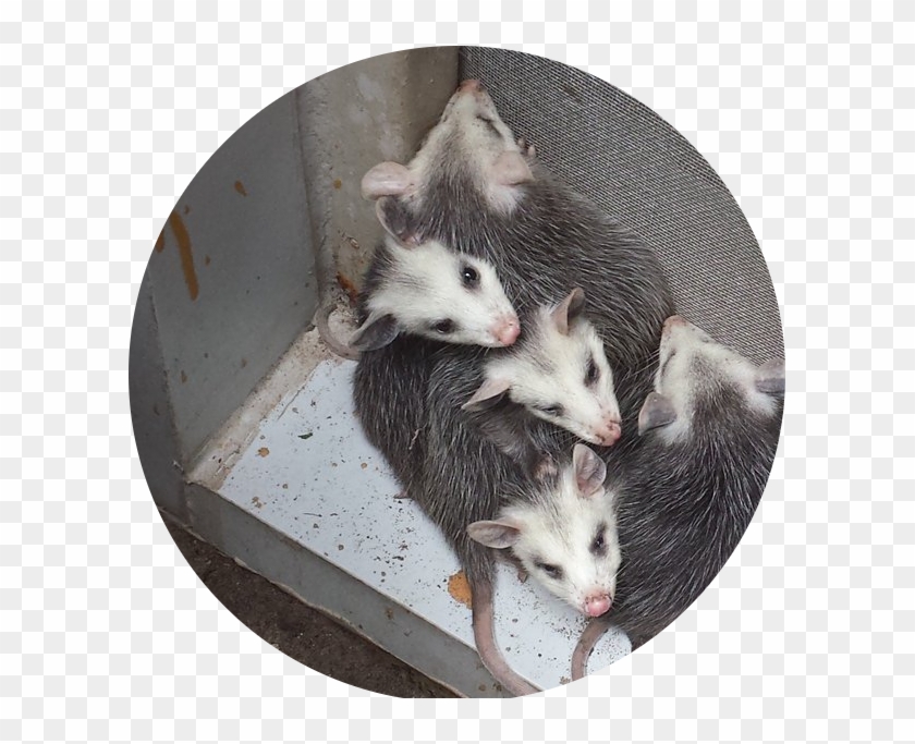Wildlife Control - Common Opossum Clipart