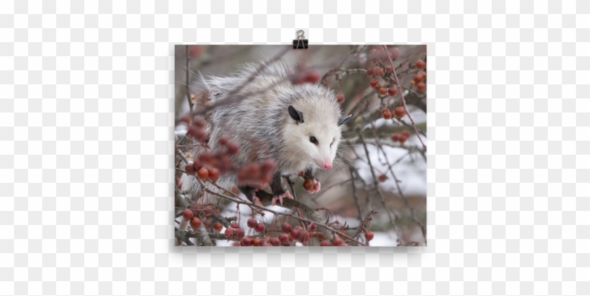 Snowpossum ☆ Poster - Possum Clipart #6018584