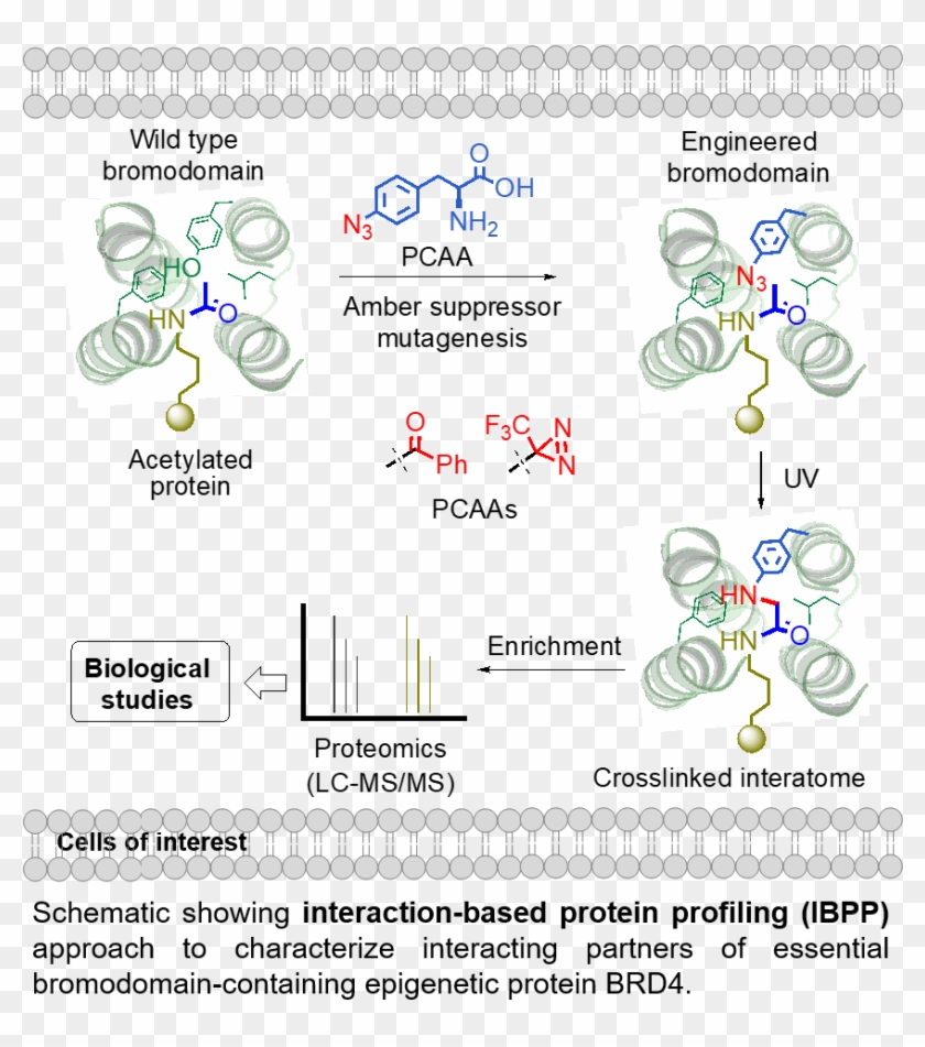 In Order To Respond To Fluctuating Developmental And - Illustration Clipart