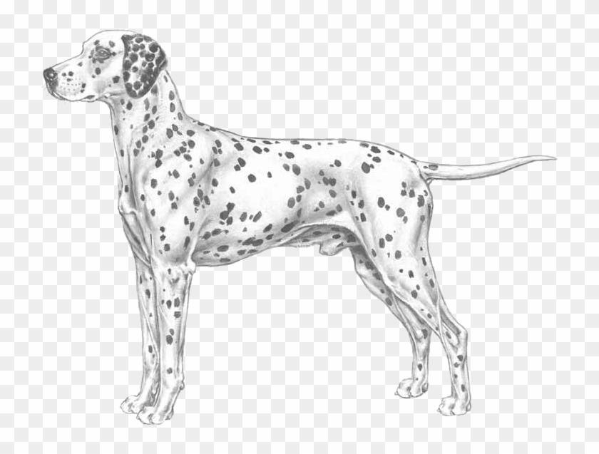 Dalmatian Clipart #6018973