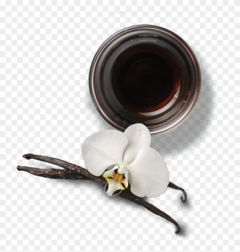 Follow Us - Moth Orchid Clipart