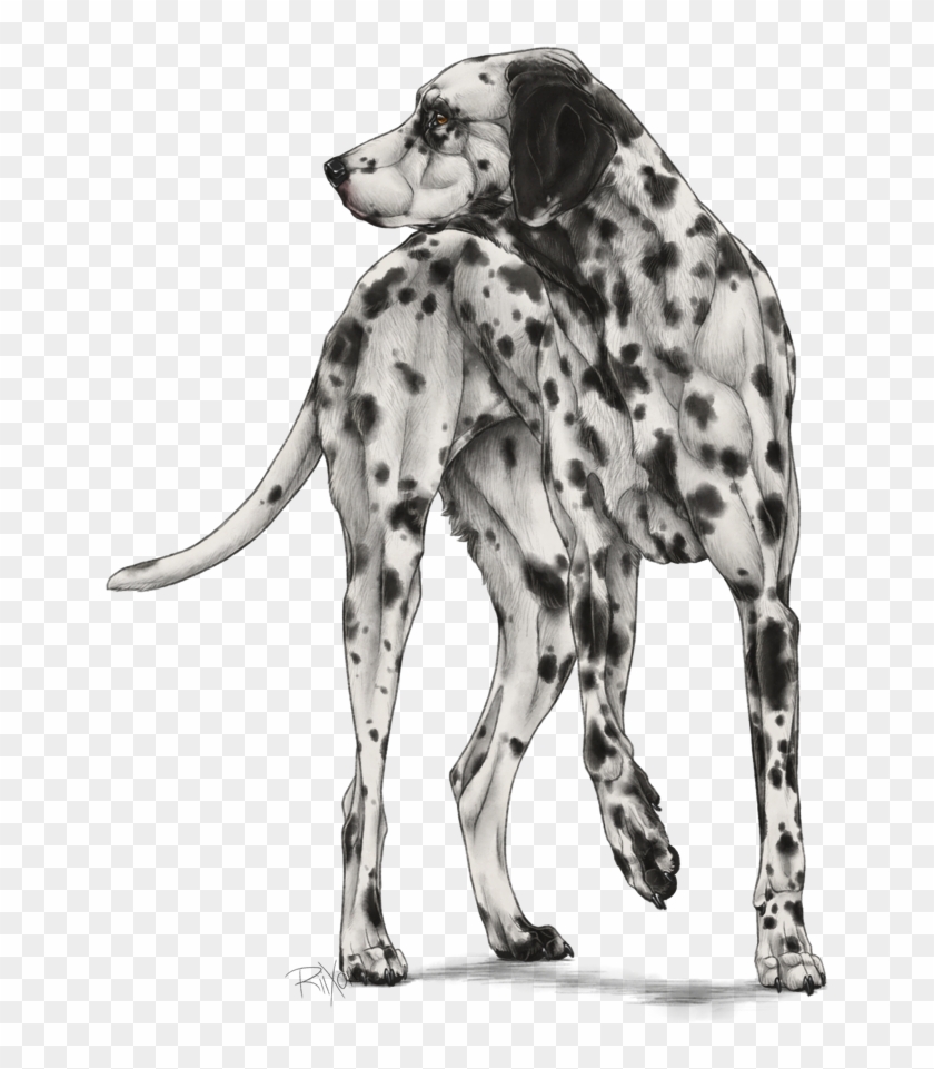 Dalmatian Clipart