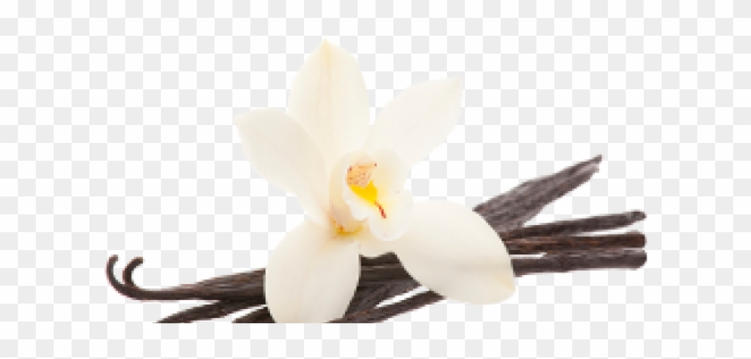 Vanilla Cliparts Free - Vanilla Caramel Fragrance Oil - Png Download #6019943