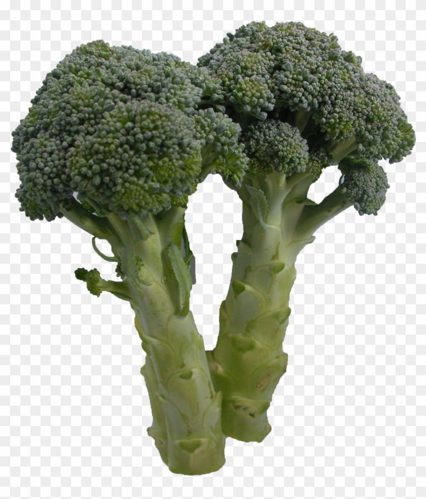 Broccoli Clipart