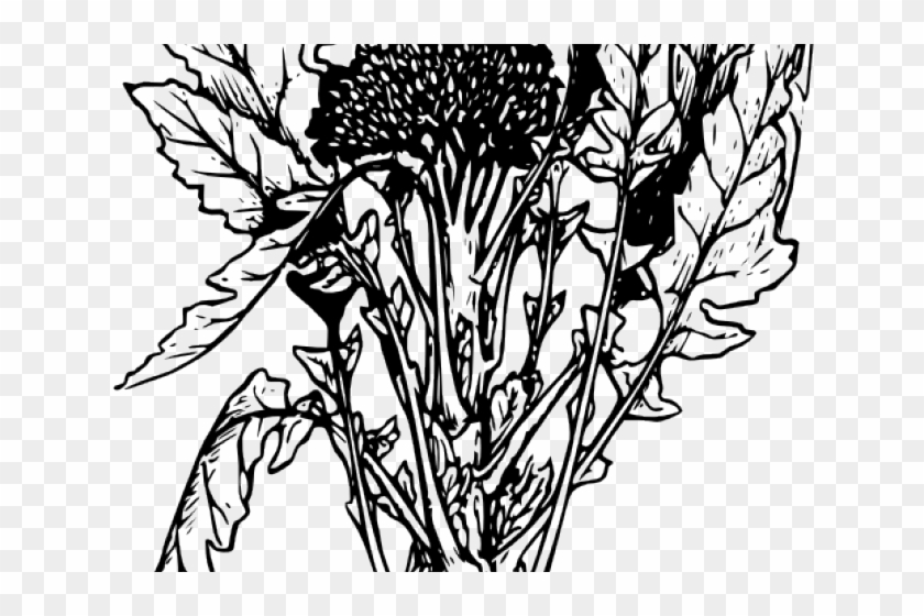 Broccoli Clipart Outline - Broccoli Plant - Png Download