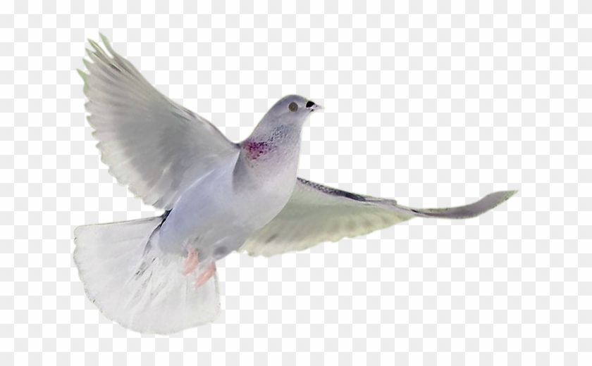 Holy Spirit Dove Drawing At Getdrawings - White Breasted Nuthatch Clipart