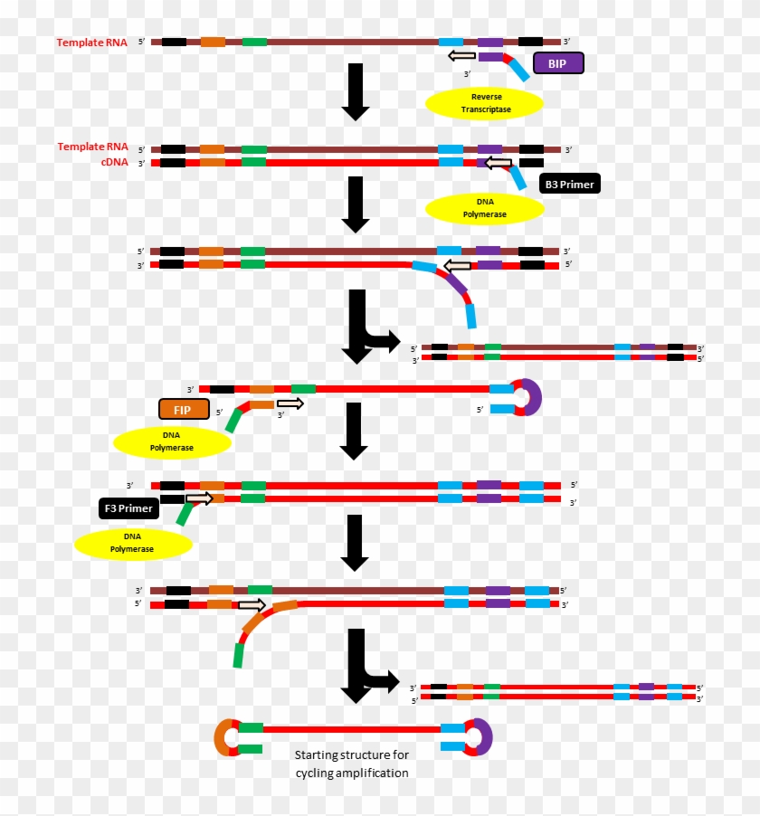Initiation Step Of Rt-lamp Method - Transcription Based Amplification Methods Clipart