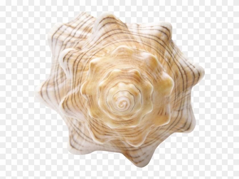 Conch - Shell Clipart