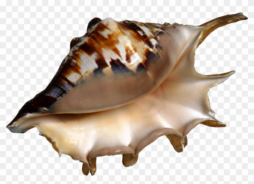 Conch Png - Beach Clipart Transparent Png #6029161