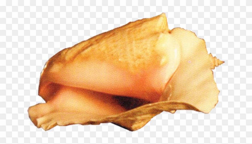 Conch - Curry Puff Clipart #6029201