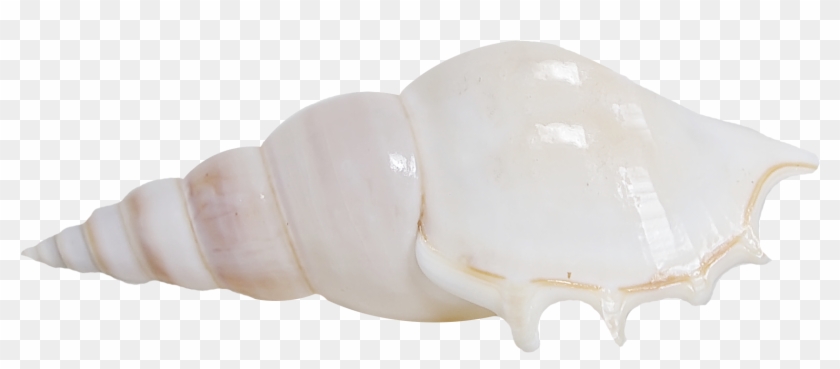 Seashell, Shankha, Conch Png Image With Transparent - Shell Clipart #6029486