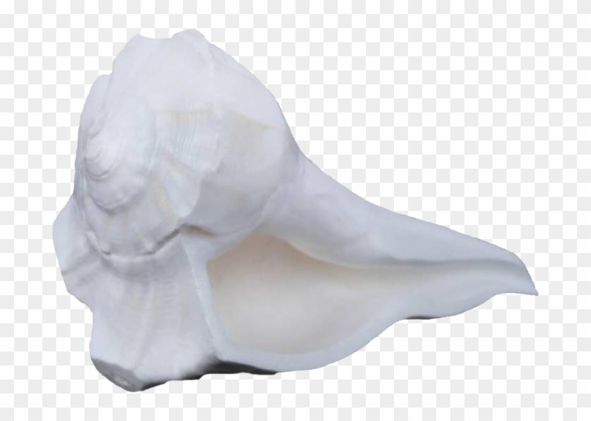 Conch Png Free Images - Conch Clipart #6029569