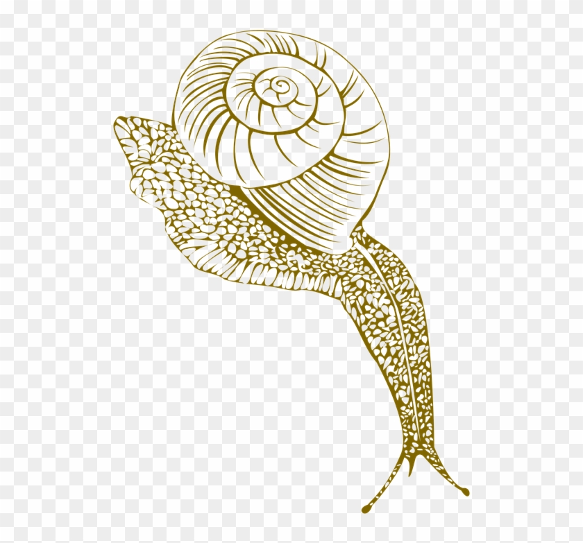 Snail Conch Shell Moist Corner - Snail Clipart
