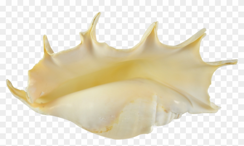 Spider Conch Decorative Shell 9 10" - Conch Clipart #6030081