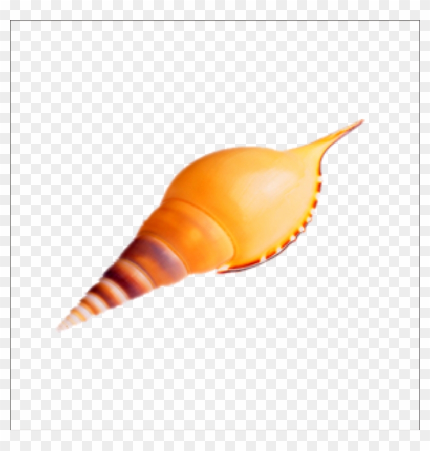 Seashell Sea Snail Transprent Png Free Download - 贝壳 Clipart