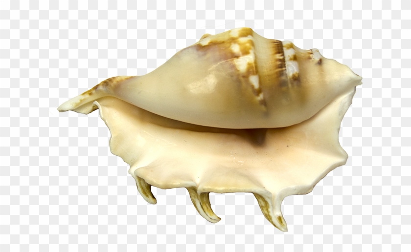 Conch Clipart #6030245
