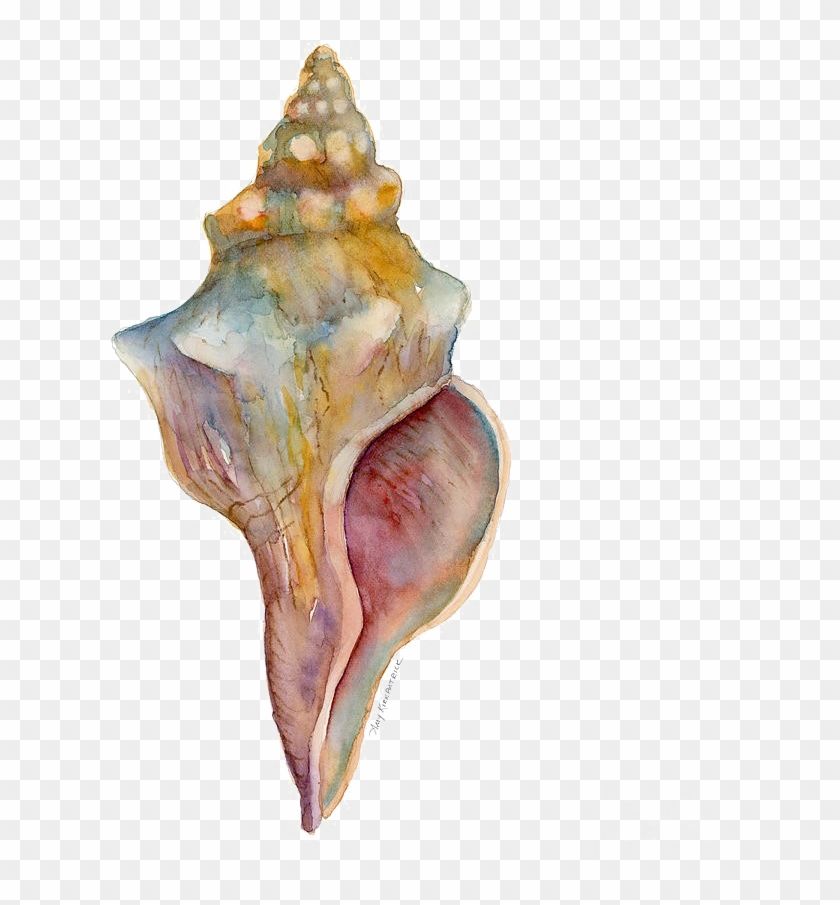 Conch Free Png Image - Horse Conch Clipart #6030596