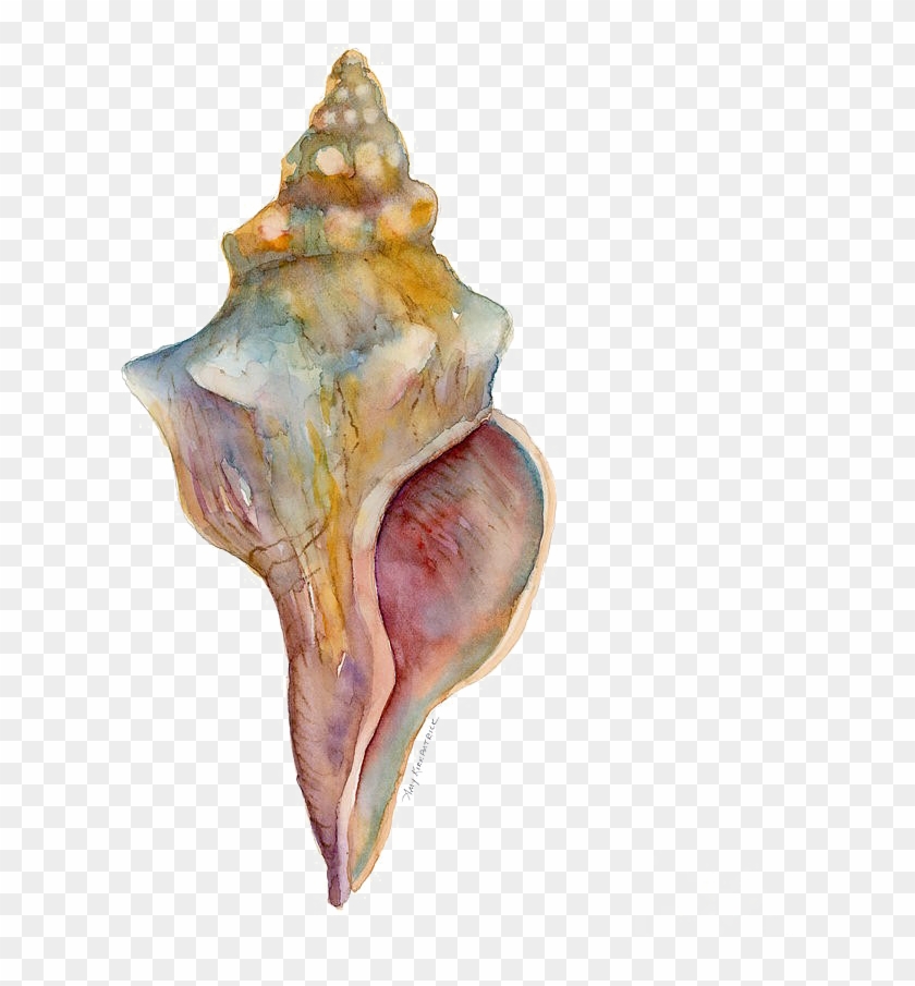 Conch Free Png Image - Horse Conch Clipart