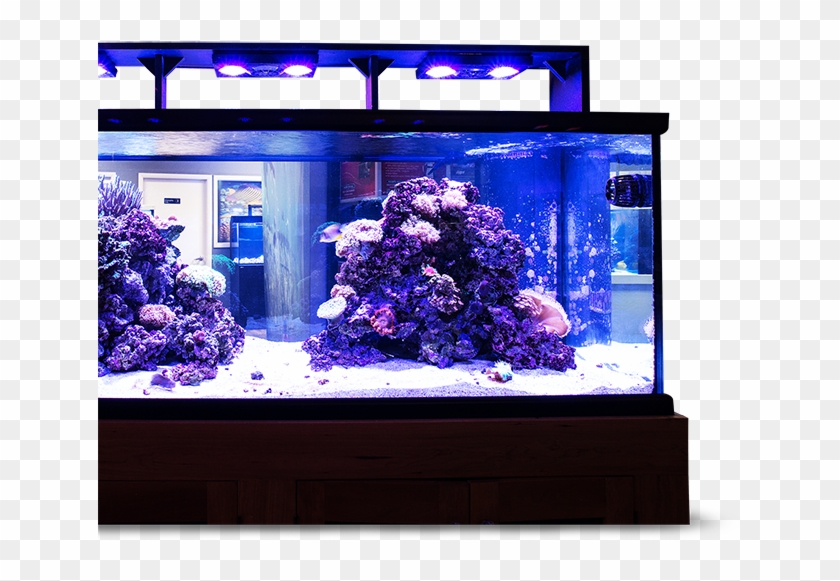 Layer - Aquarium Lighting Clipart #6030742