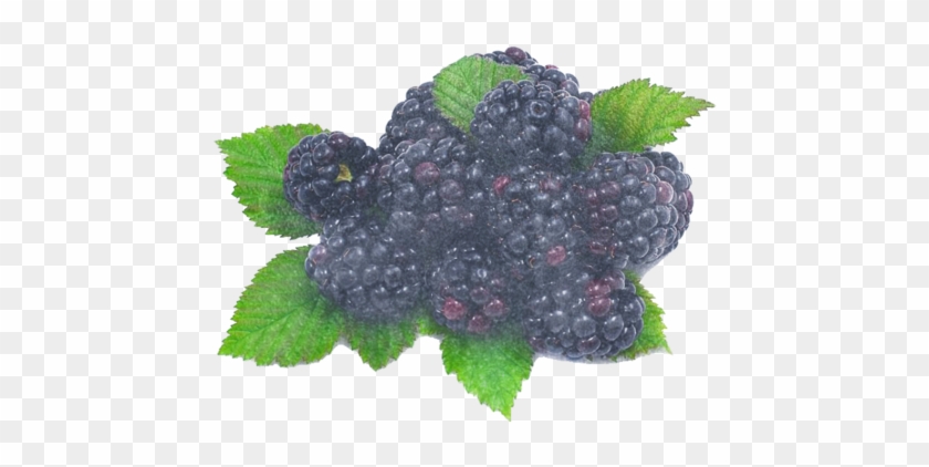 Blackberries Iqf 1kg - Blackberry Fruits Png Clipart #6030787