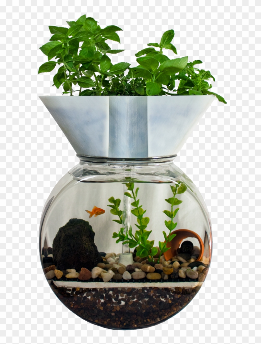 Self Cleaning Fish Tank Transparent Background - Aquaponics With Fish Clipart #6030824