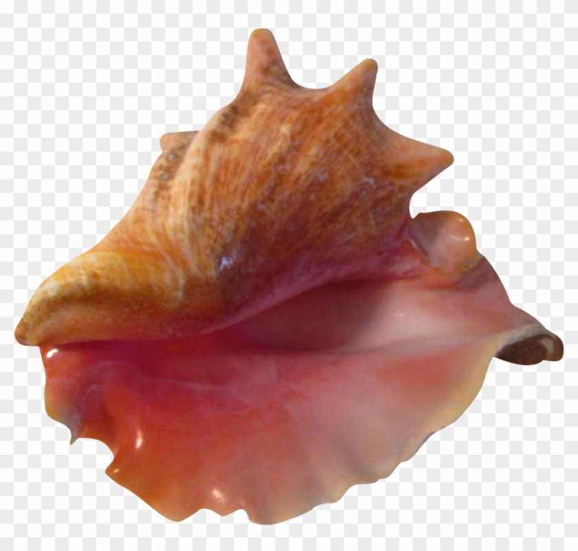 Large Pink Bahamian Ruffled Shell Chairish - Conch Clipart #6030855