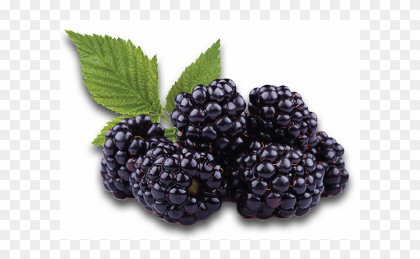 Infused Dried Blackberry 8oz - Differences Between Mulberry And Blackberry Clipart