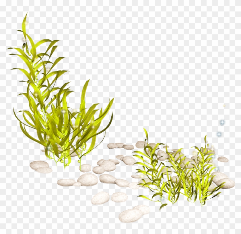 Banner Download Aquatic Clip Art Transprent Png Free - Aquatic Plant Transparent Background