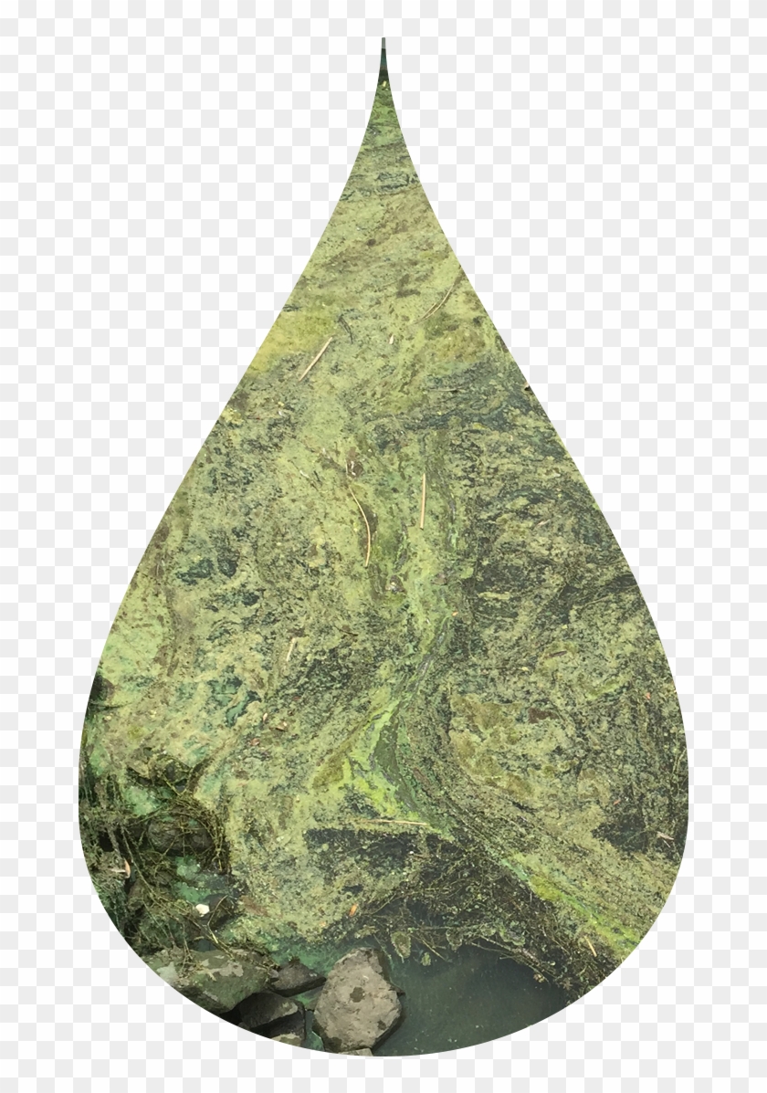 22 Oct 2015 - Green Algae Clipart #6031292