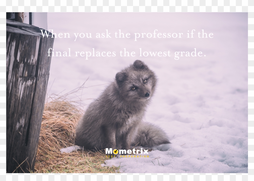 Mometrix Test Prep - Arctic Foxes Monogamous Clipart