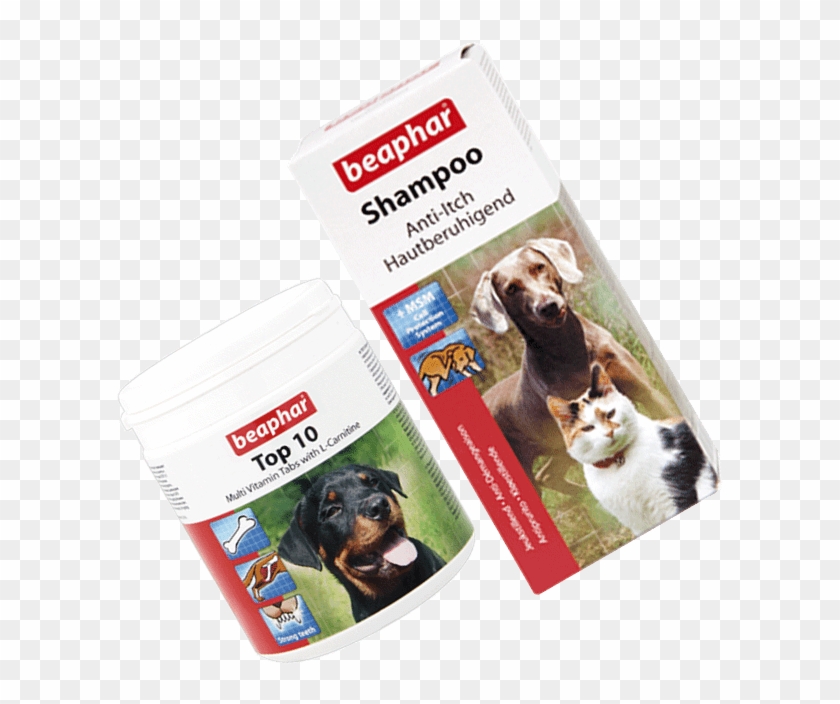 Companion Dog Clipart