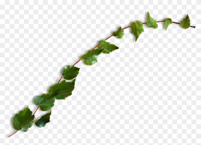 #vine #leaves #plant #green #ivy #freetoedit - Leaf Clipart #6034017
