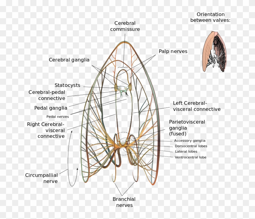 Neural Map Of A Giant Scallop - Nervous System Of A Scallop Clipart #6036002