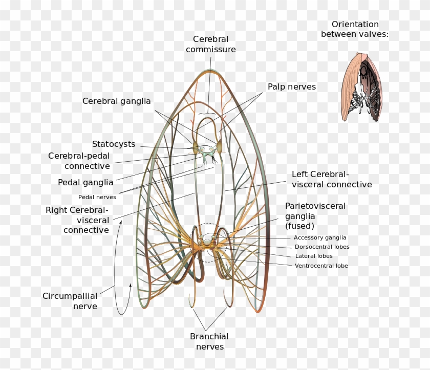 Neural Map Of A Giant Scallop - Nervous System Of A Scallop Clipart